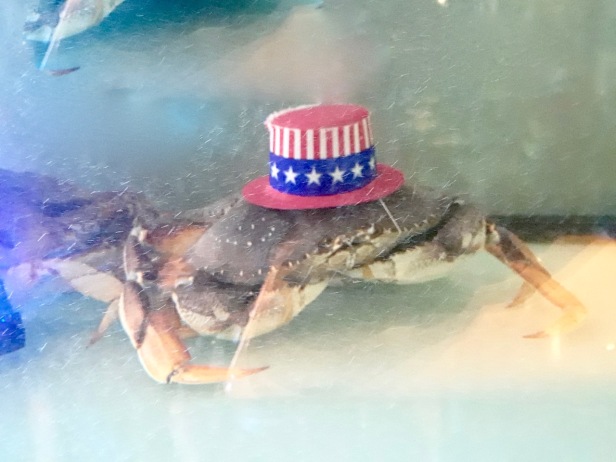 crab hat - 1.jpg